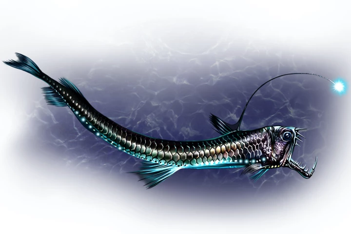 The cells of deep-sea creatures such as the viperfish contain relatively high amounts of a chemical known as TMAO
