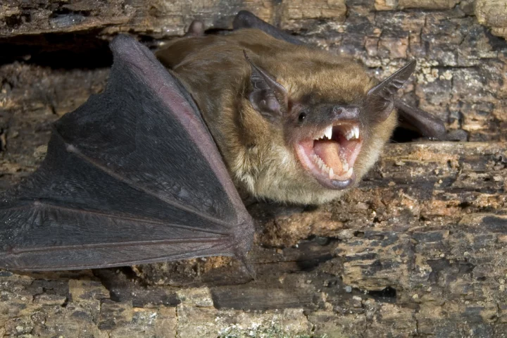 iBatsID is a free online tool that automatically identifies bats based on their calls (Photo: Shutterstock)