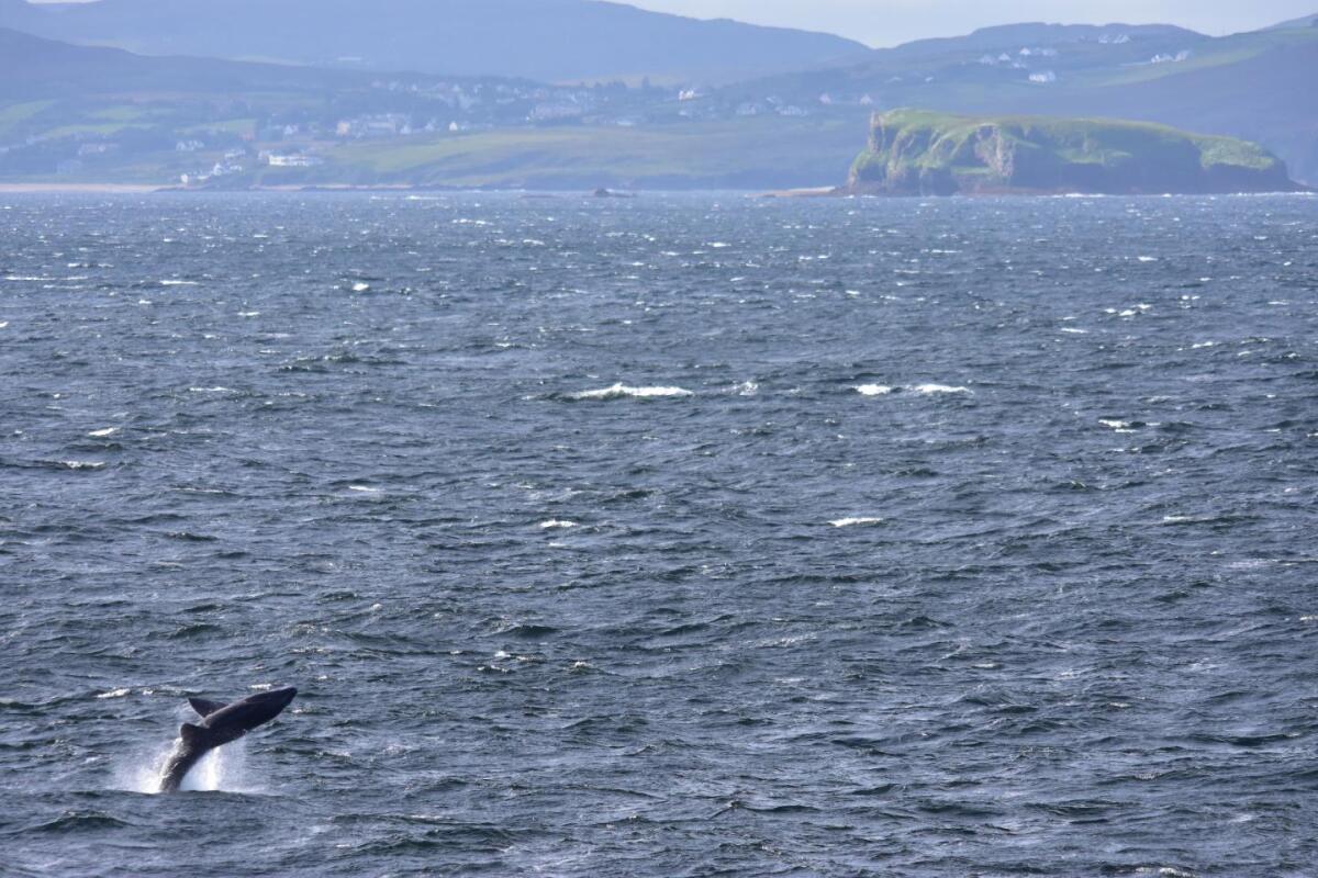 While great whites typically jump as they're in the process of attacking seals from below, it is not known why basking sharks (pictured here) do so