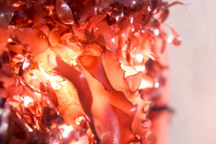 Palmaria mollis could be a healthy stand-in for bacon