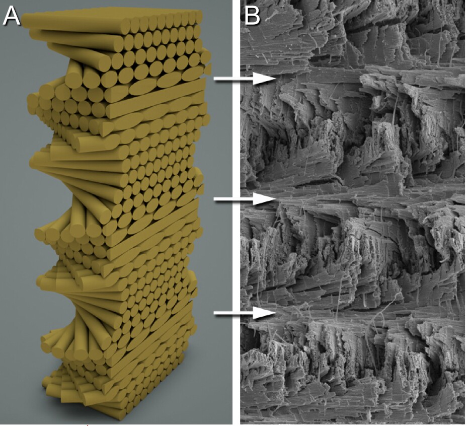 Spiral structure of the mantis shrimp club