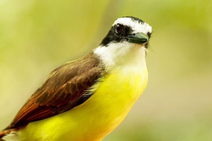 Researchers have translated the great kiskadee's silent nighttime vocal activities into a synthetic song