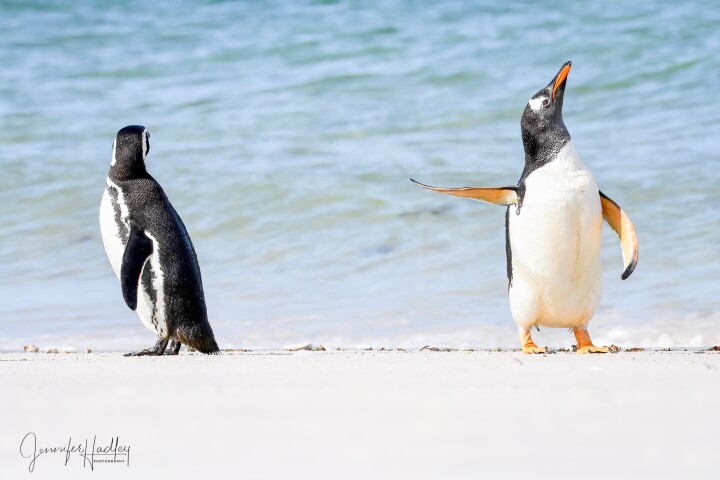 "Talk To The Fin!". Gentoo Penguin, Falkland Islands