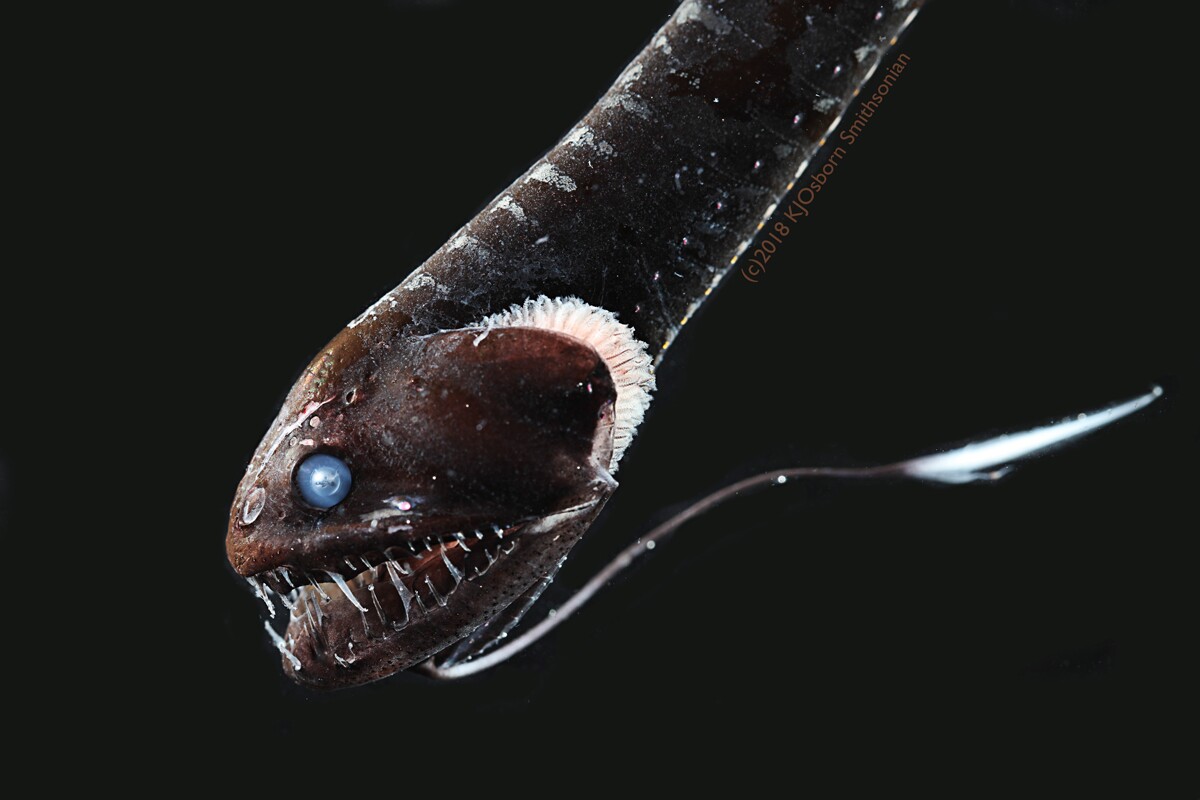 Ultra-black fish that absorb 99.5% of light found in the deep ocean