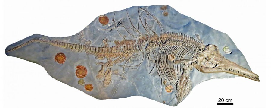 The Ichthyosaurus fossil is the largest example of its species, but the tail doesn't belong to the rest of the skeleton