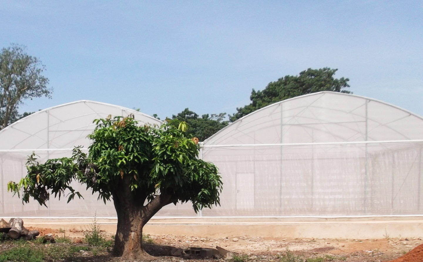 MosquitoSphere, a roughly 6,550-sq-ft, screened-in structure in Burkina Faso, West Africa, was designed to simulate a village setting and included plants, huts, small pools of water and a food source for mosquitoes