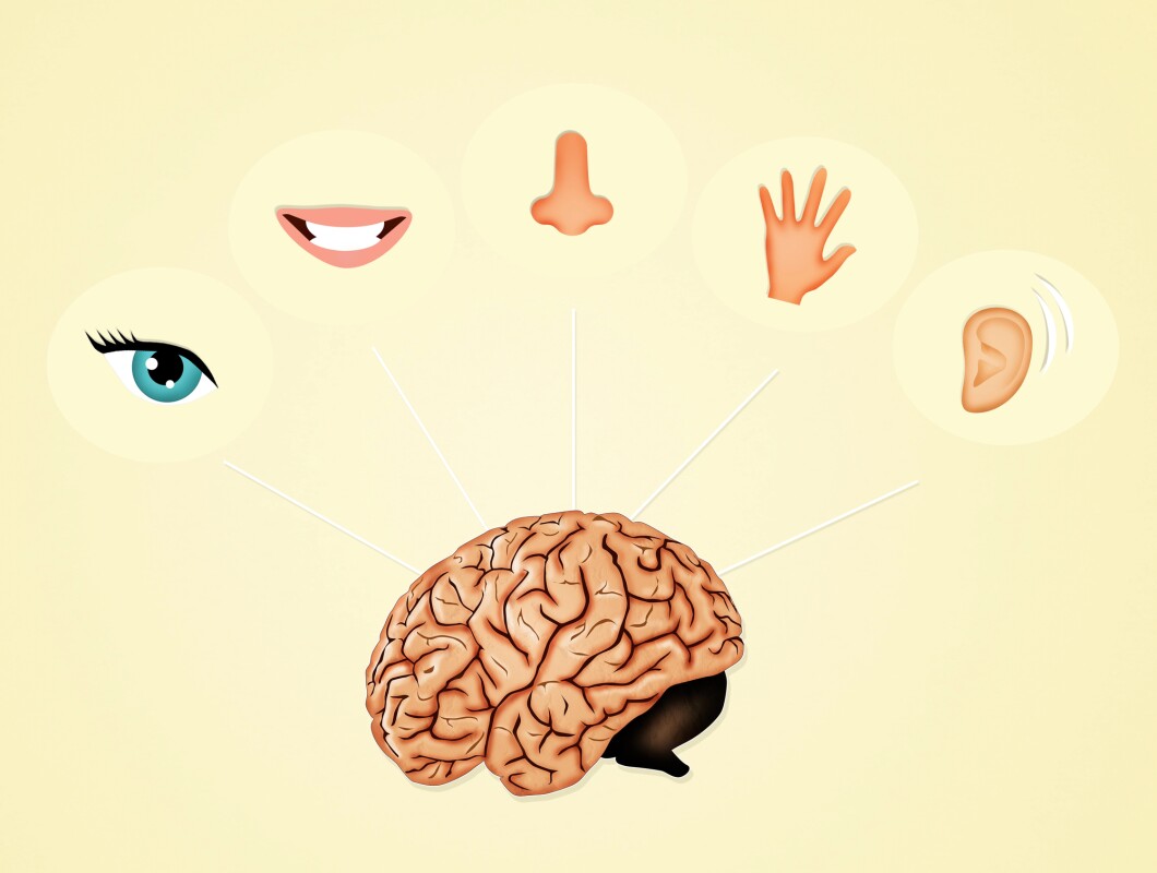 When smell is lost, our sense of touch may replace it