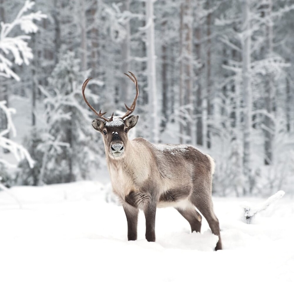 Reindeer could be at risk of catastrophic die-off on the Norwegian archipelago of Svalbard due to climate change, scientists say