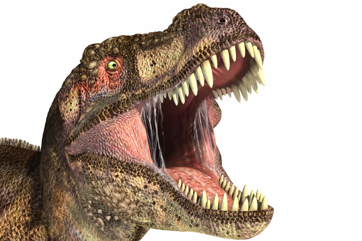 Researchers have calculated the bite force of a Tyrannosaurus Rex to be about 8,000 pounds, twice as powerful as a modern crocodile