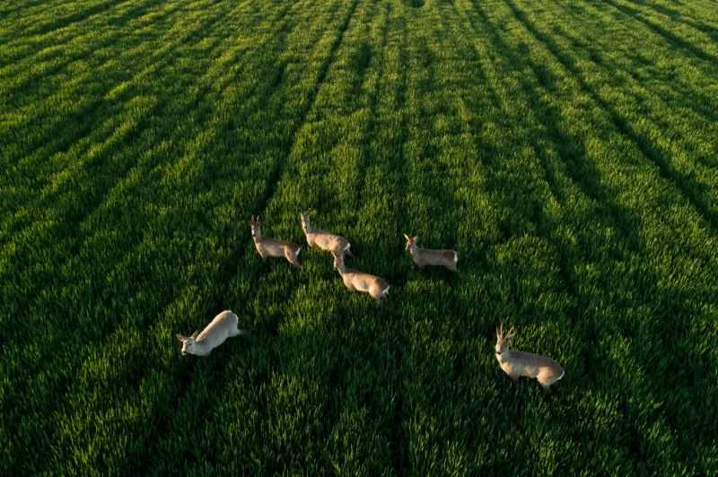 Roedeers Posing: Commended in the Wildlife category