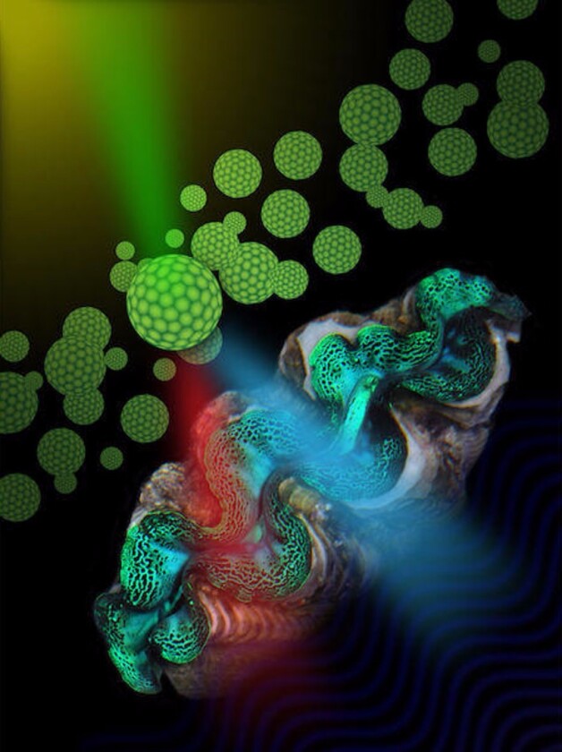 Irodycites, the "sparkly" cells on the surface of clams, cause light to propagate very deeply into the clam tissue and spread out