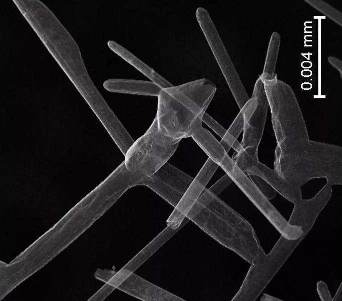 A microscope image of aerographite, which is now officially the world's lightest solid material (Image: Technical University of Hamburg)