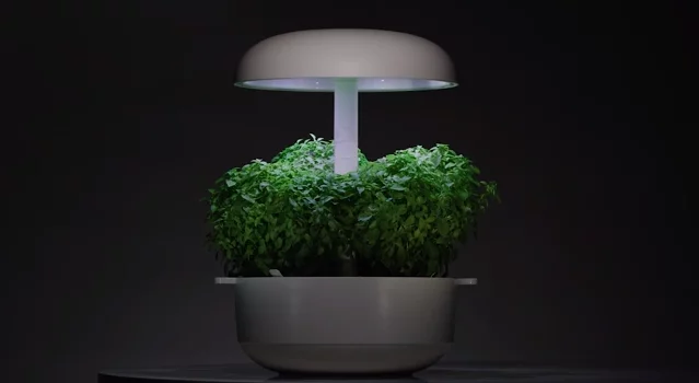 While the device can automatically adjust water and light according to the plant's growth, it allows the user to manipulate these settings to shape the final product