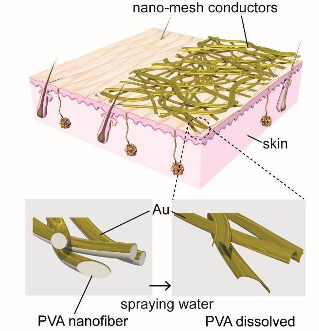 The nanomesh, constructed from polyvinyl alcohol (PVA) nanofibers and a gold (Au) layer, adheres to the skin when sprayed with water, dissolving the PVA, as depicted in the enlarged diagrams at bottom