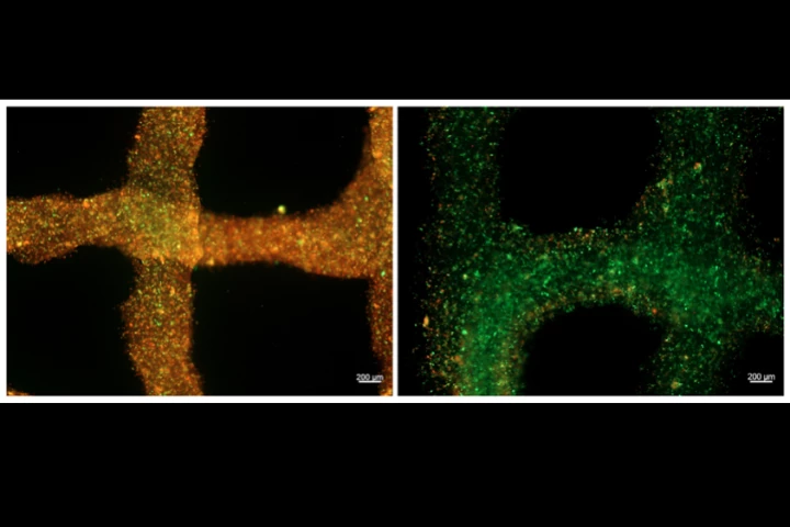 Examples of structures that were 3D-bioprinted utilizing the new bioink