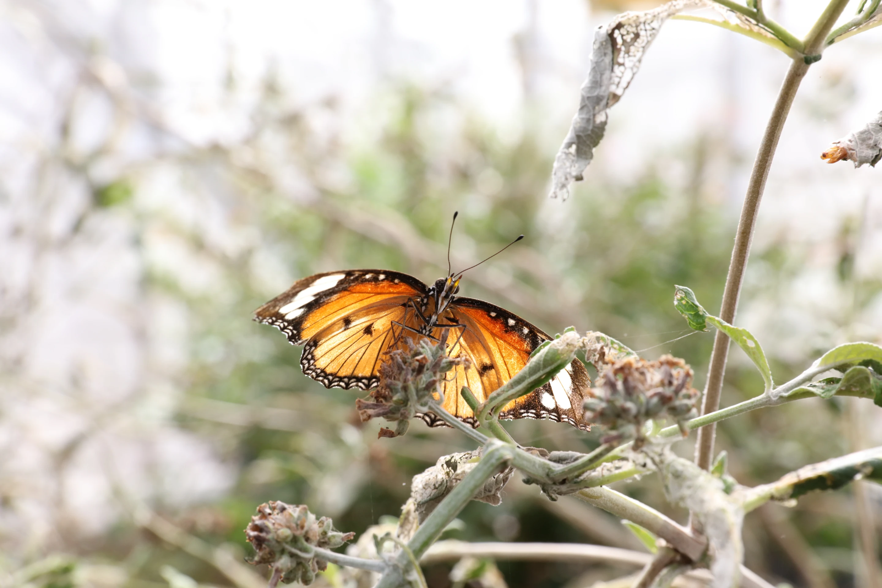 With the right lens, images taken with the Canon 5Ds show more detail than you might expect