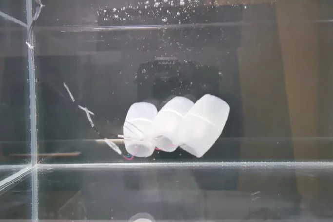 Three linked RoboSalps make their way through a test tank