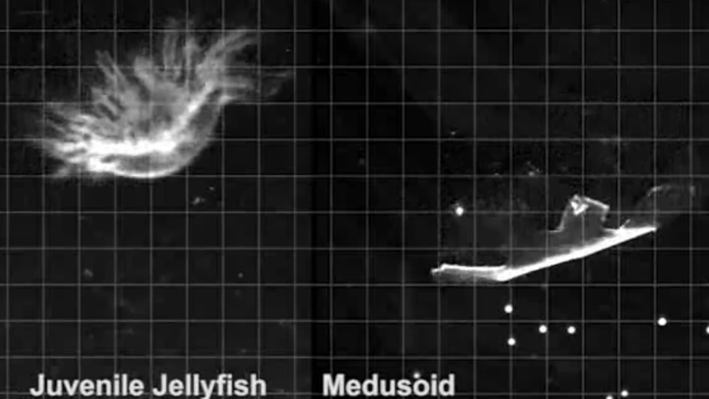Researchers have created an artificial jellyfish (right) dubbed "Medusoid" using rat heart tissue and silicone