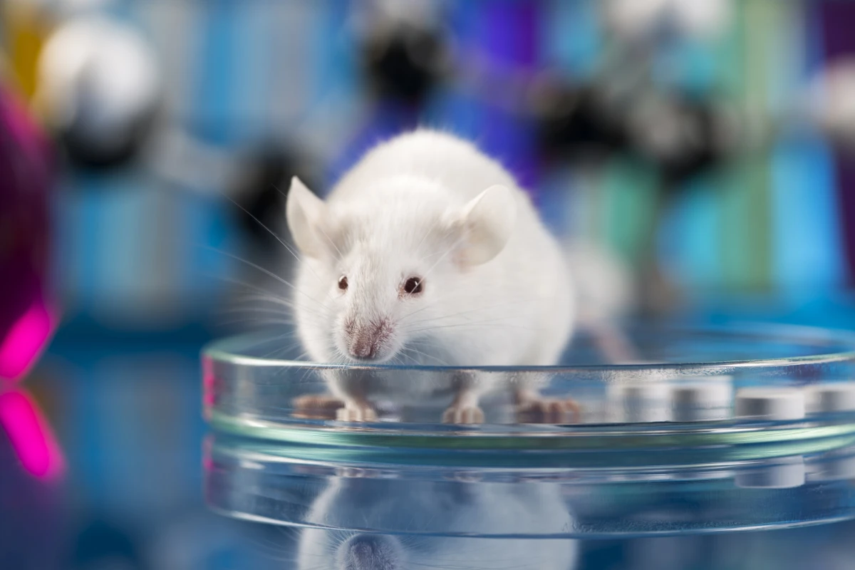 Activating A Mouse Activating certain brain cells slows aging and boosts lifespan in mice