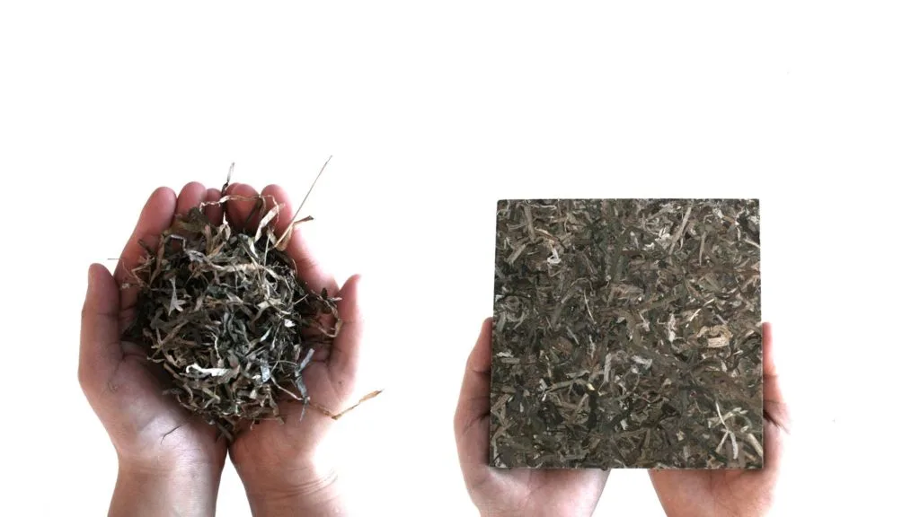 Board made from eelgrass