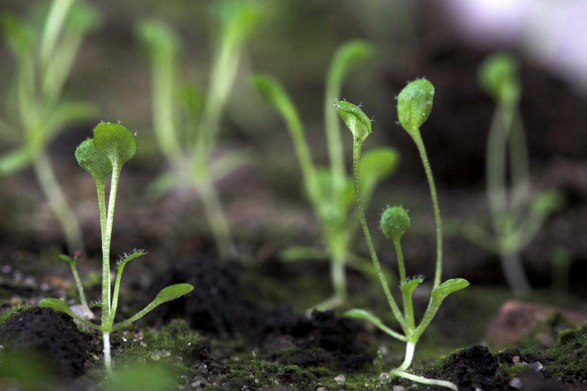 Scientists studied the impacts of plastic particles on Arabidopsis thaliana, and found that they can inhibit its growth and reduce the overall biomass of the fully formed plant