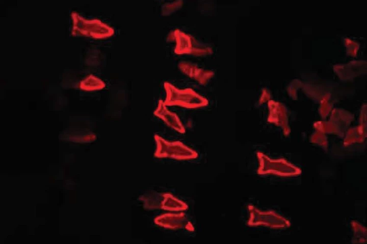 As PDA nanoparticles in the microfish bodies bind with toxins, the microfish turn fluorescent red