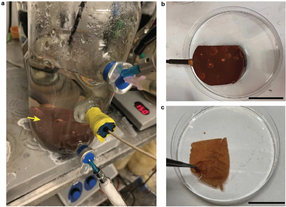The researchers' setup for microbial biofilm growth and harvesting