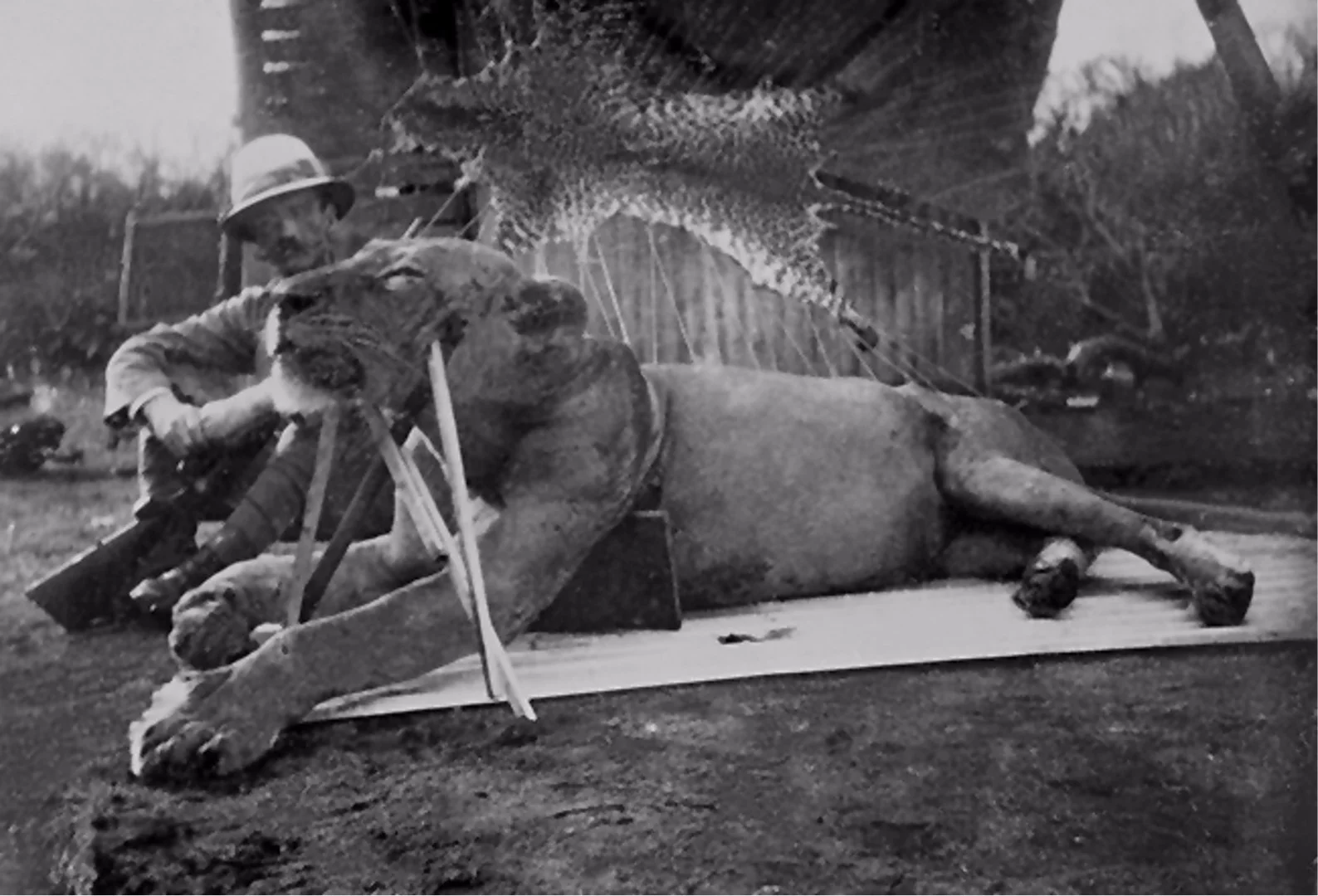 Colonel John Patterson, who shot the two Tsavo man-eaters and wrote a book about them, posing with one of the lions