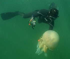 A diver tagging a jellyfish in waters off France
