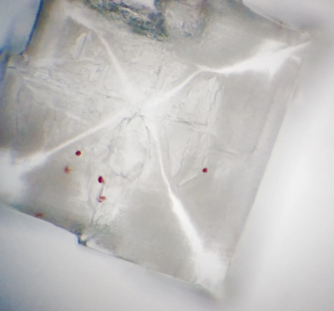 Red samples of the salt-loving algae Dunaliella salina EP-1 in a salt crystal