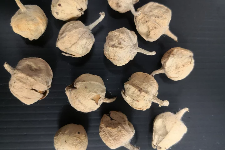 Berries from the Indian medicinal herb Withania coagulans