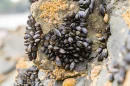 A new adhesive, inspired by how mussels cling to rocks in wet environments, also teams up with proteins from mucus