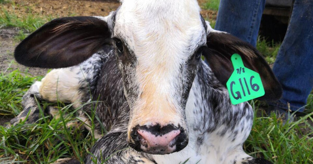 Heat-tolerant hybrid cows could be the Goldilocks of cattle Heat-tolerant hybrid cows could be the Goldilocks of cattle