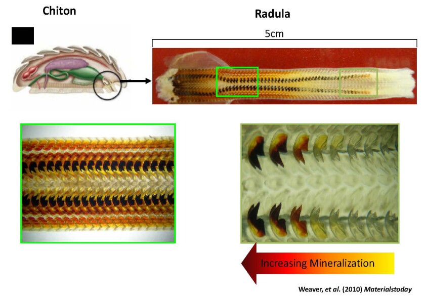 A series of images that show the teeth of the chiton (Image: UCR)