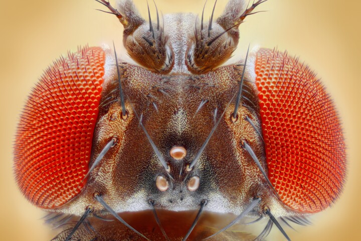 At just 170 x 160 x 70 micrometers in size, the tiny brain of the common fruit fly has made history