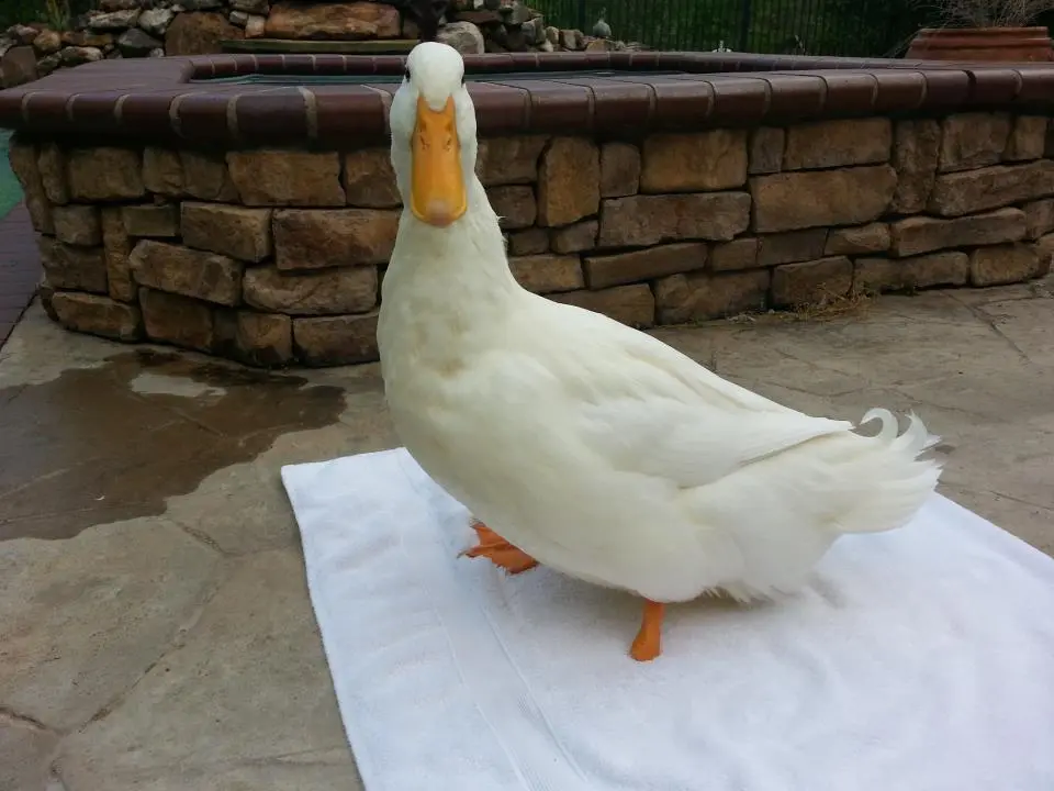 Buttercup is currently walking on a stump while he waits for his new foot to be fitted