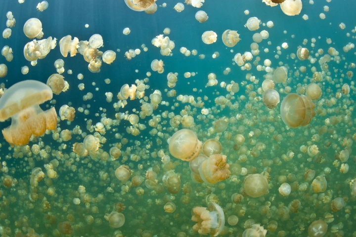 Scientists have found that jellyfish don't always go with the flow (Photo: Shutterstock)
