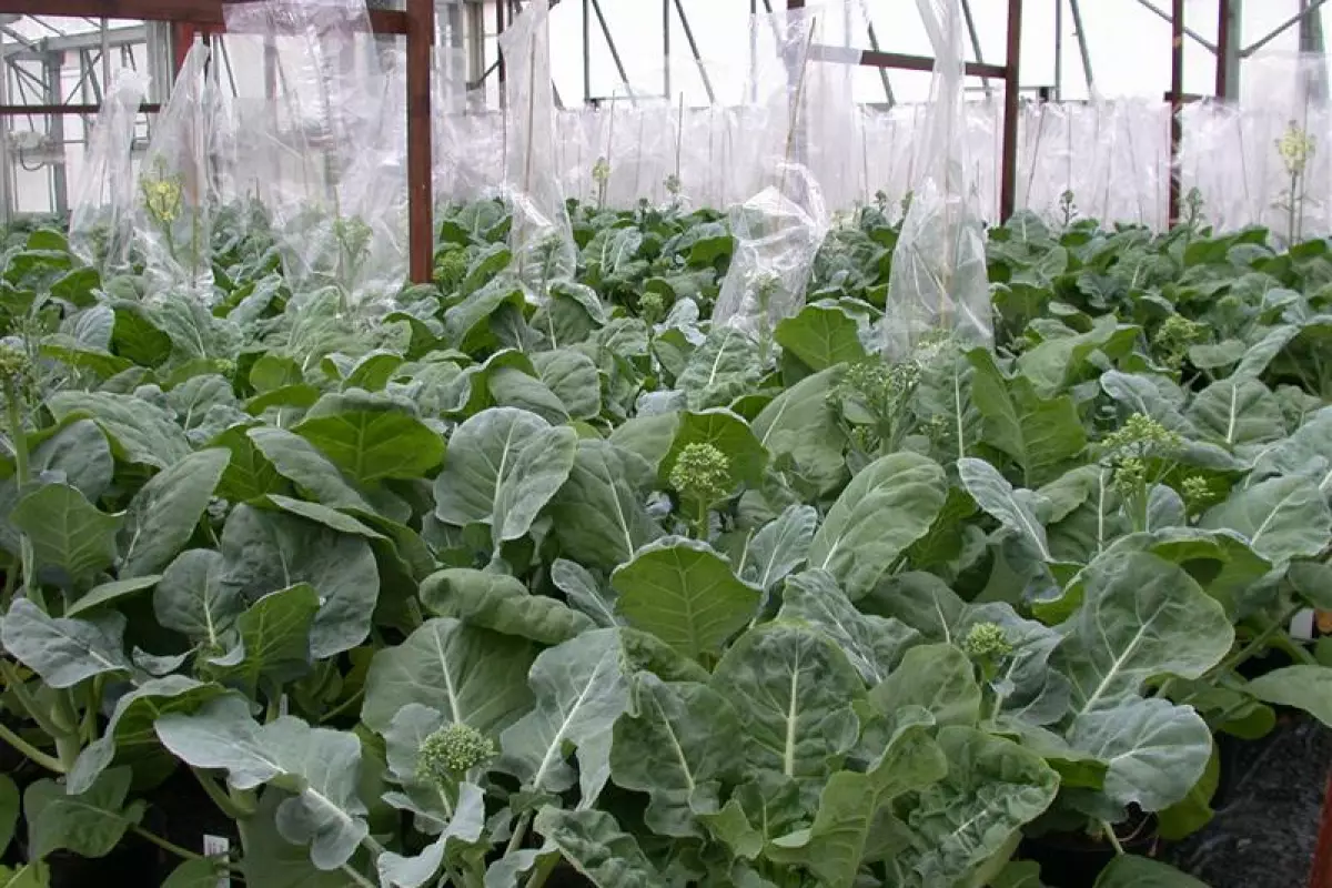 Scientists at UK's John Innes Center are growing broccoli that doesn't require a period of cold weather to produce flowers
