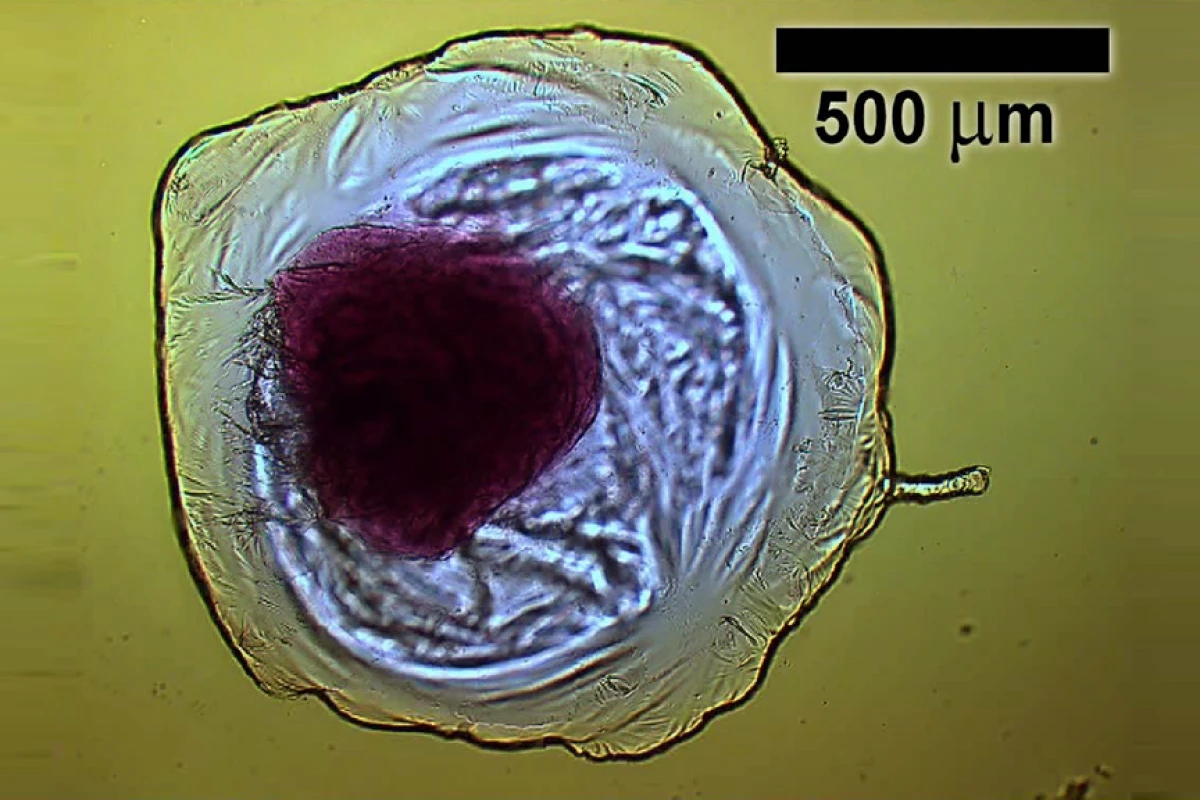 The iCHELLs created by a team from the University of Glasgow could be the first step on the road towards creating "inorganic life" (Image: University of Glasgow)
