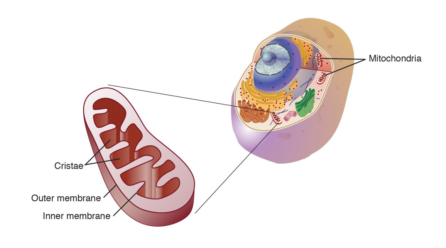 A diagram of the mitochondria in a cell