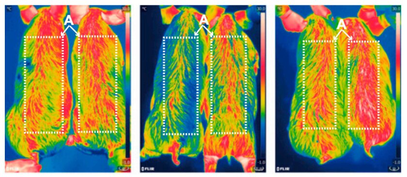 Infrared pictures of 6-month-old pigs taken at zero, two, and four hours after cold exposure show that the pigs' thermoregulation was improved after insertion of the new gene. The modified pigs are on the right side of the images