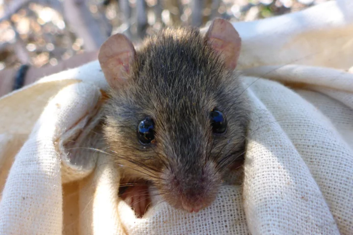 A melomy from the Torres Strait, which gives an idea of the size of the now-extinct of Bramble Cay melomy