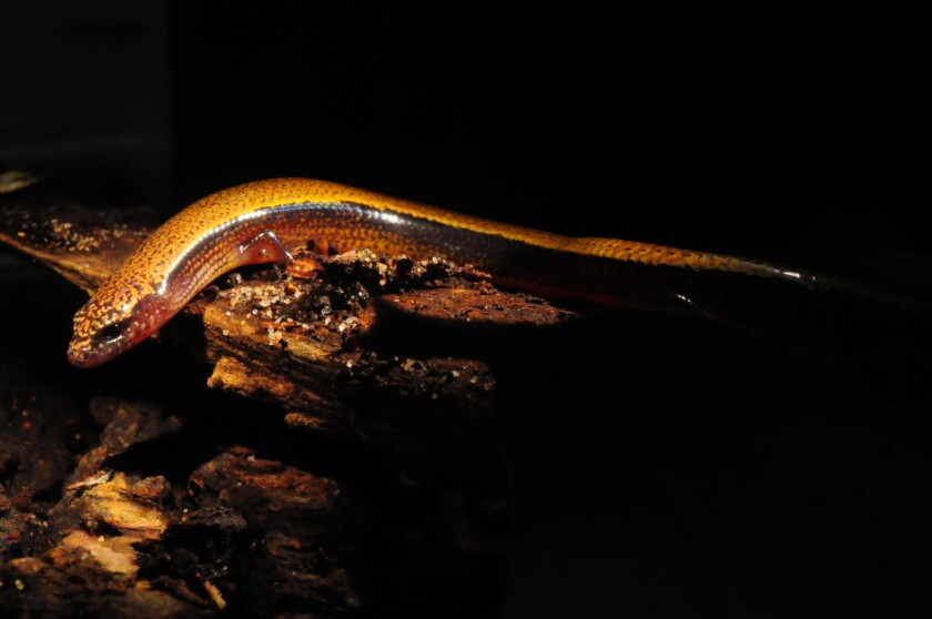 The three-toed skink is bimodally reproductive – meaning it can either lay eggs or give live birth – but it was thought to only do one or the other, not both