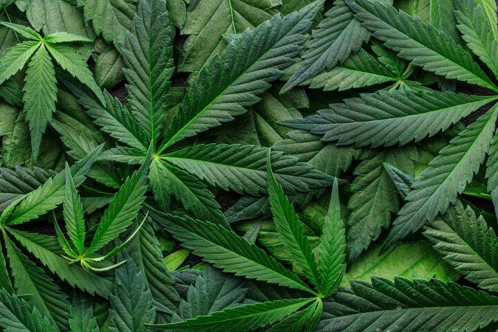 A first-of-its-kind study has examined the link between different patterns of cannabis use and postoperative recovery