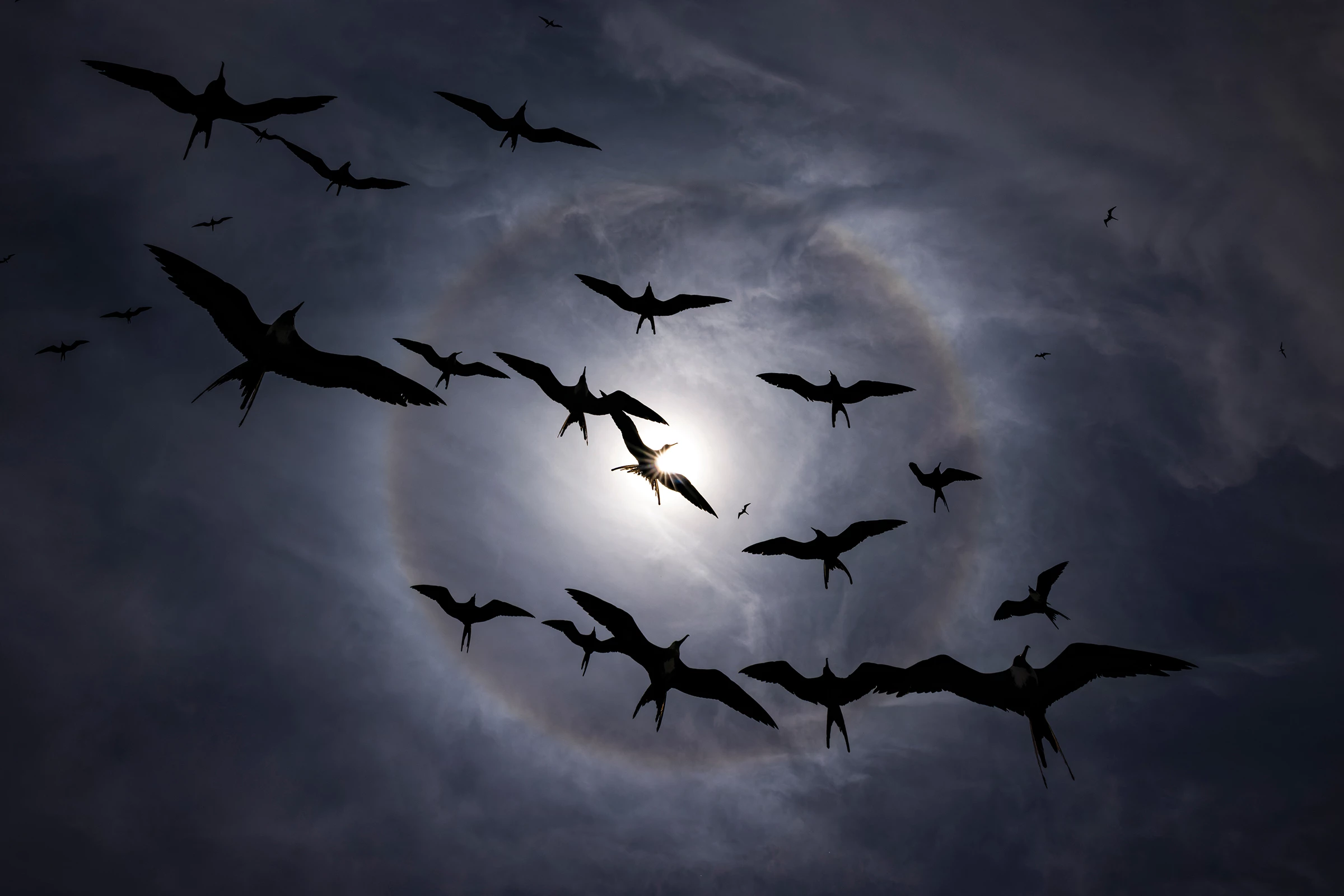2025 Grand Prize Winner, United States and Canada: Magnificent frigatebirds by Liron Gertsman (Vancouver, BC, Canada)