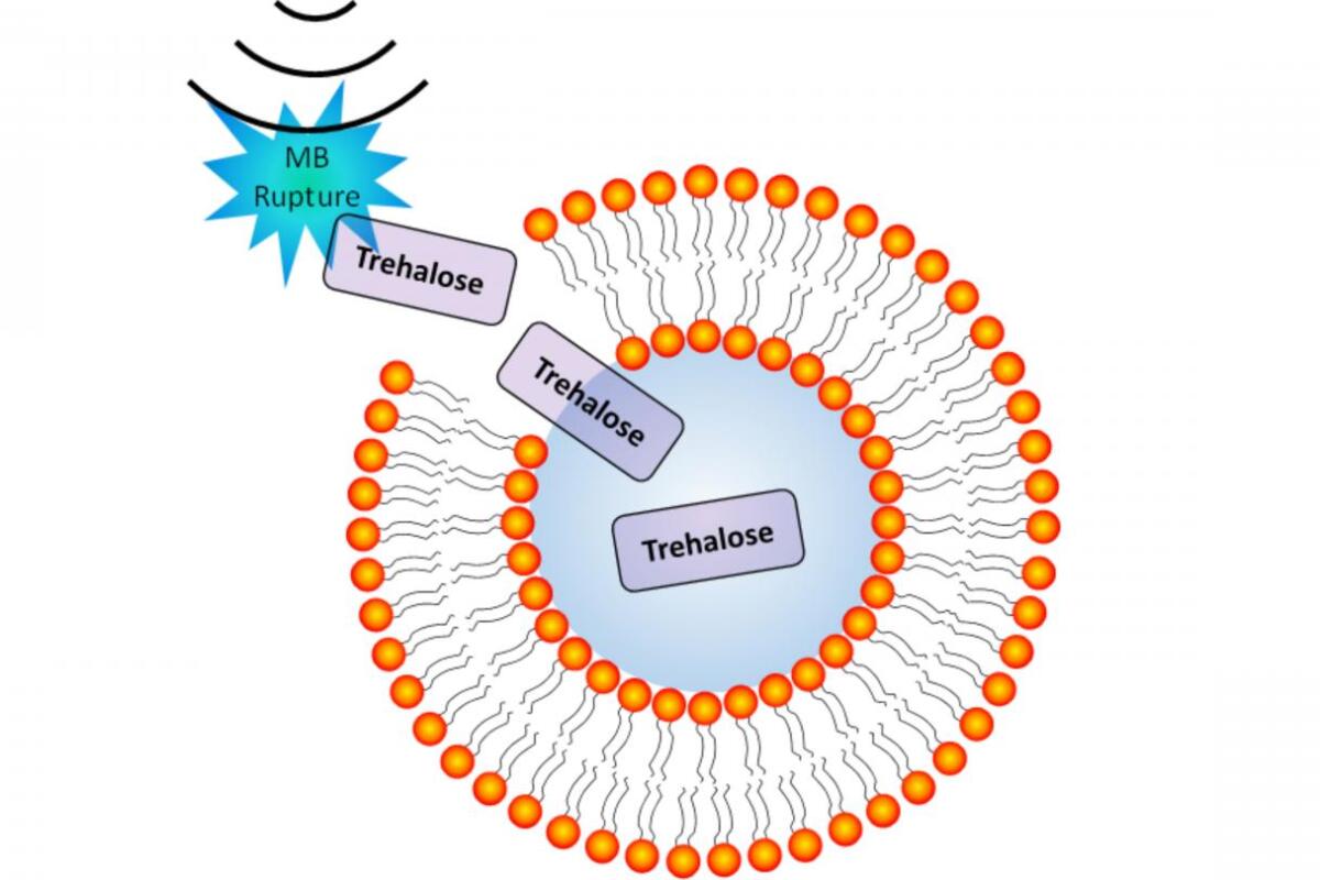 A diagram illustrating how the sonoporation process allows trehalose molecules to enter red blood cells