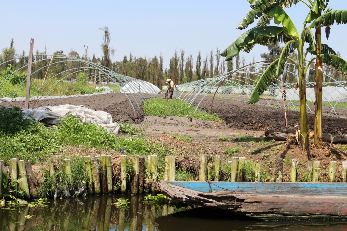 Farmers working a modern-day chinampa