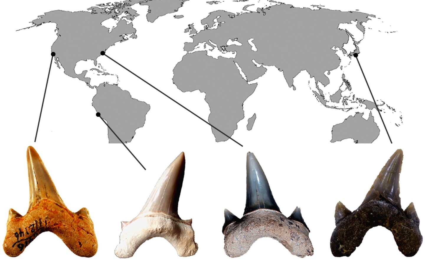 A map showing locations where paradoxodon teeth have been found