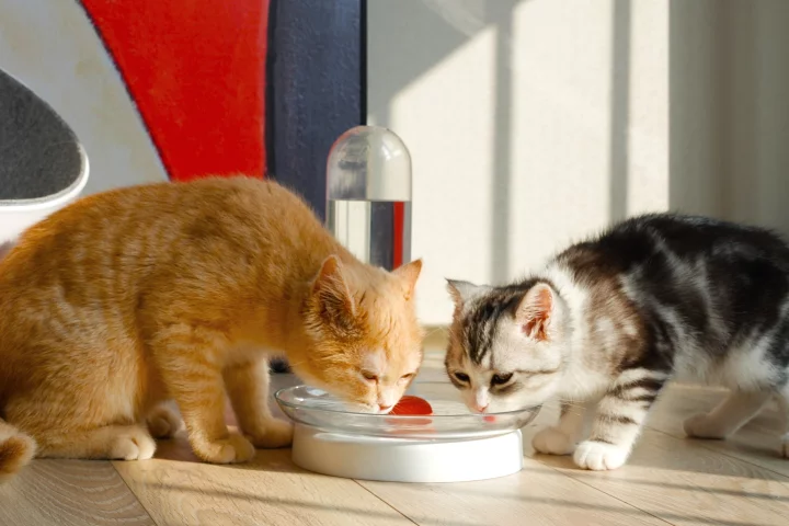 A couple of cats lap up some water from the KittySpring fountain