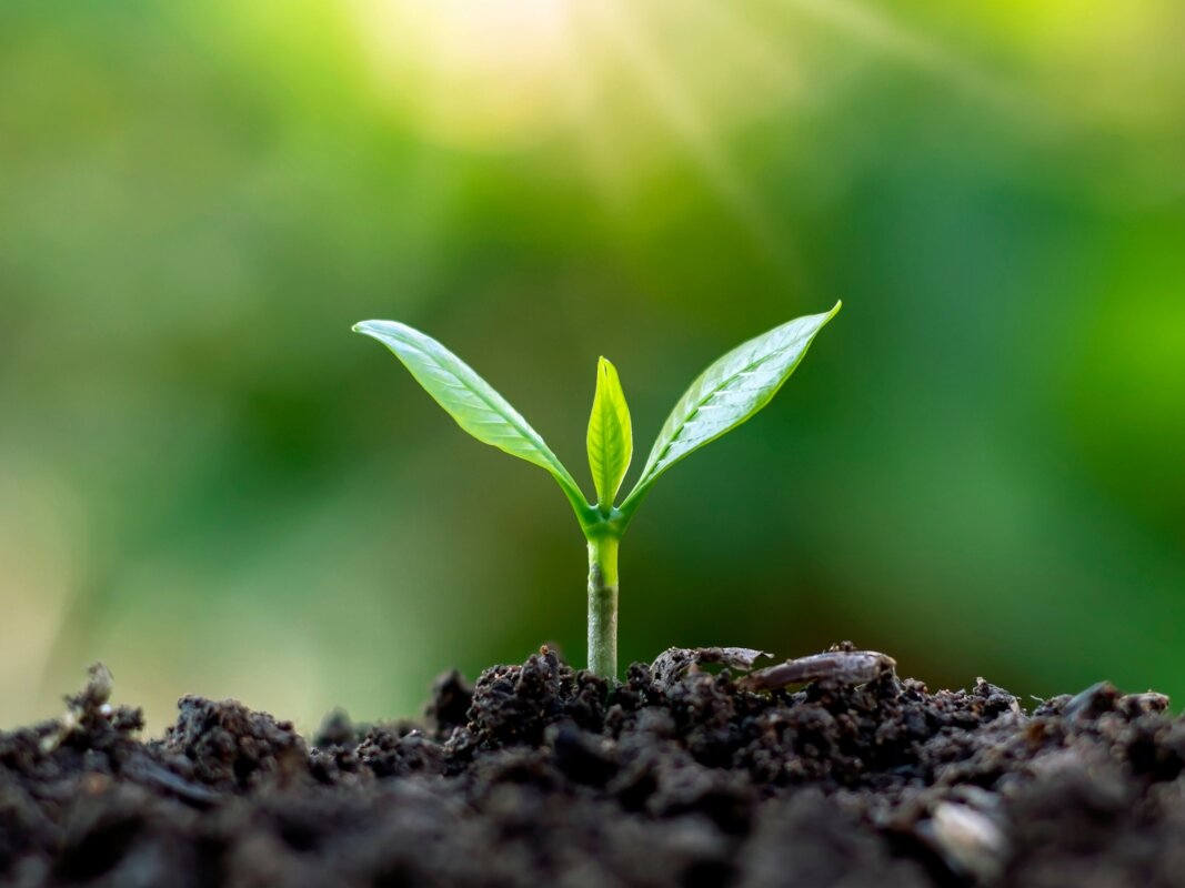 Study predicts when the last plants on Earth will die